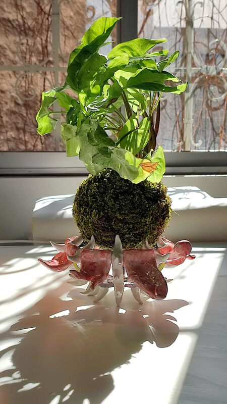 kokedama tongues 1